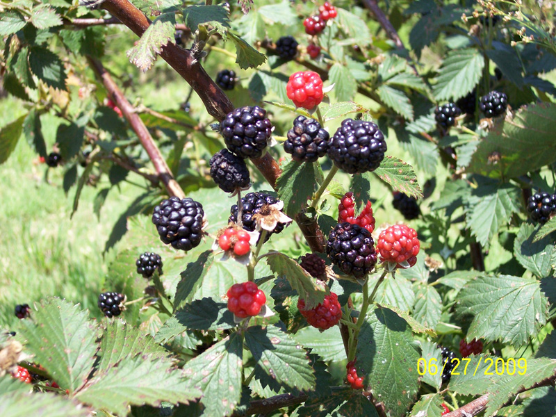 Lay Berry Farm
